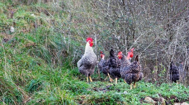 Juego chicken road in Spain