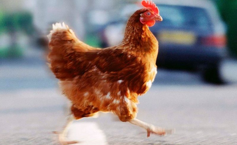 Chicken road casino - Entdecken Sie die Spannende Welt von Chicken Road in Deutschland